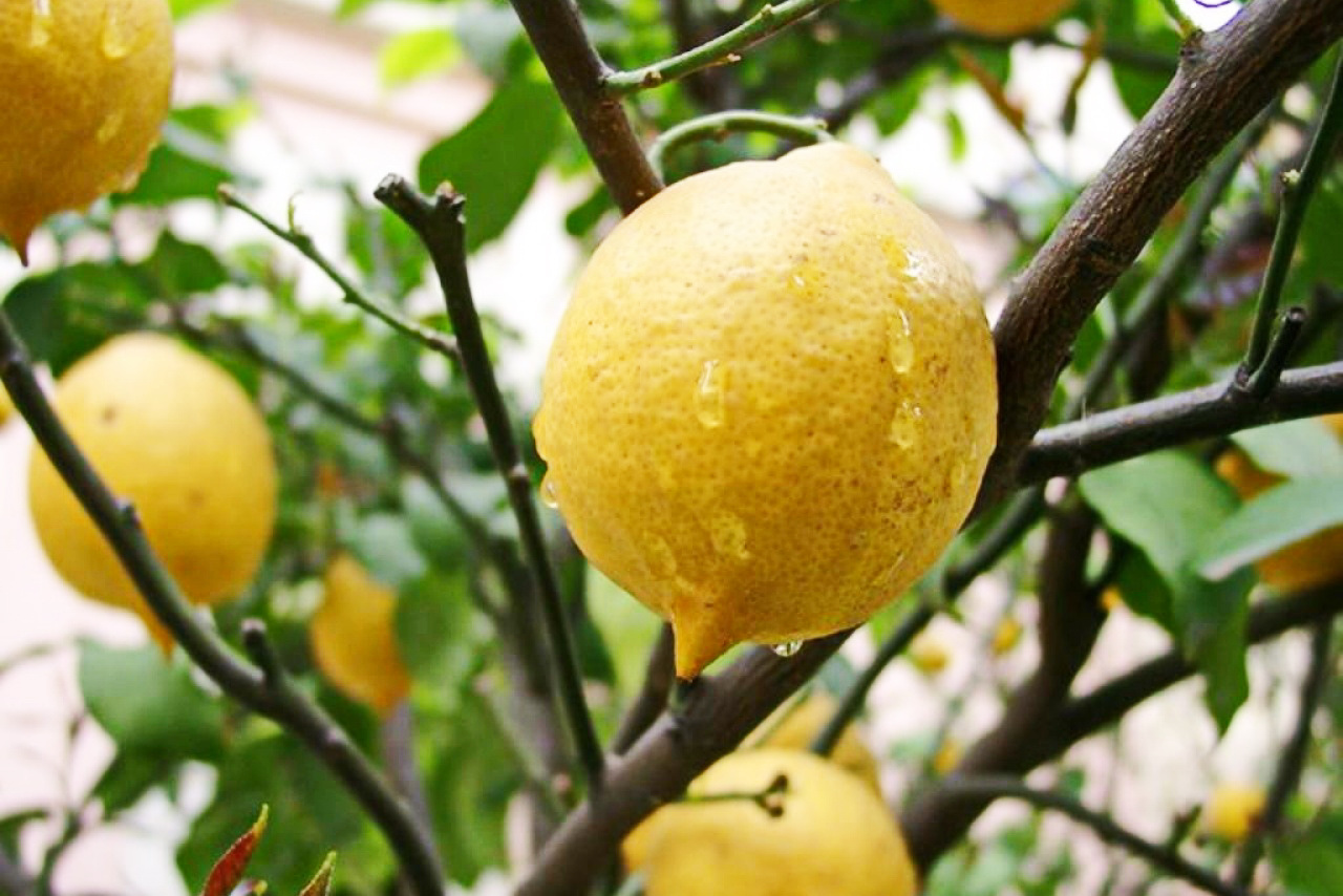 Как ухаживать за лимонами за начинающими. Лимон Rutaceae. Павловский (Citrus Limon Pavlovsky). Лимонарий Павлово. Лимон домашний.